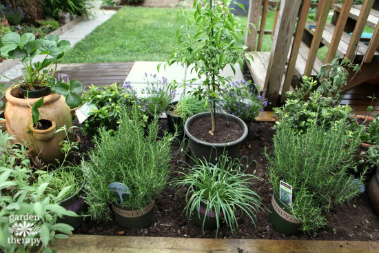 Herb Garden Renovation Plan - setting plants in place