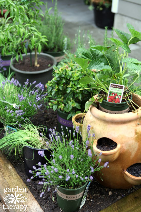 kitchen garden planning setting pots in place