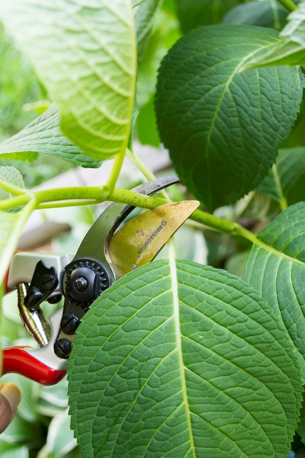 fazendo um corte para propagação de plantas