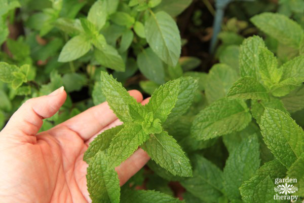 deter pests with mint