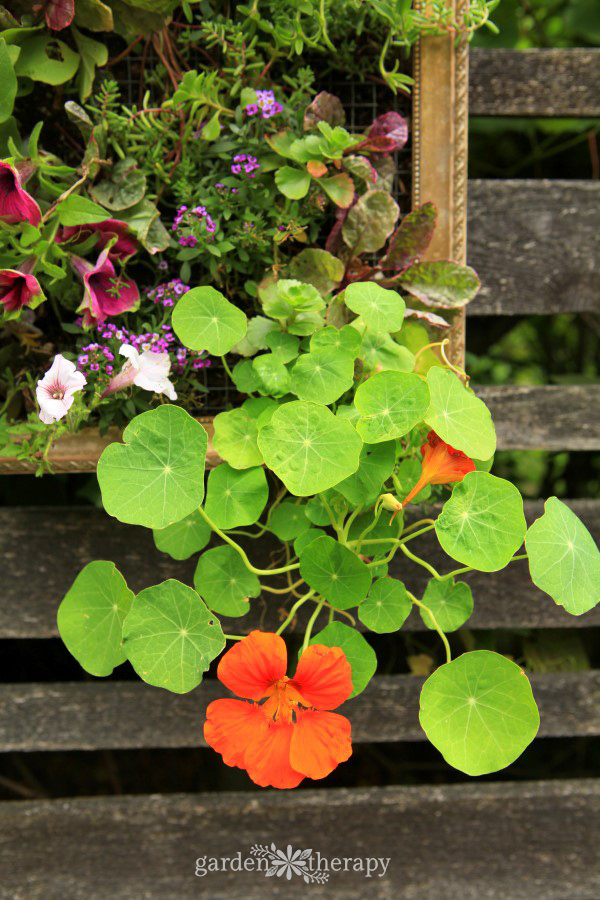 Nasturtium in a vertical planter