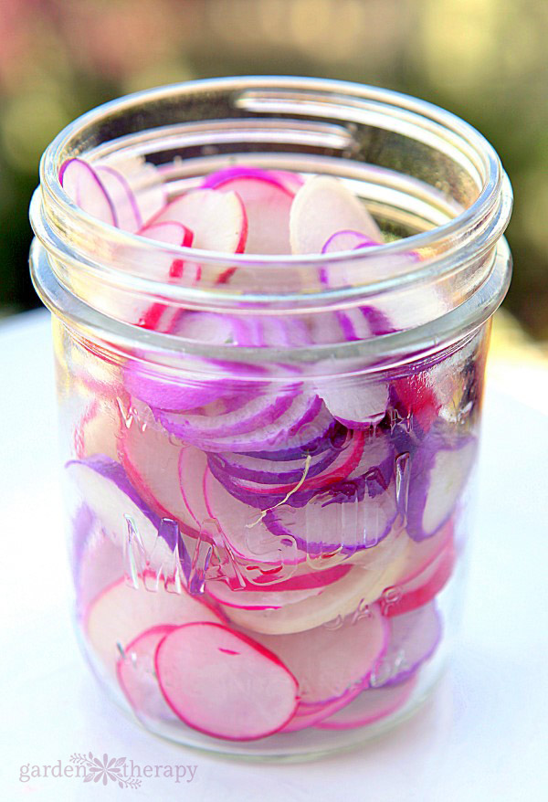Sliced Easter egg radishes to make quick pickled radish recipe in a Mason Jar