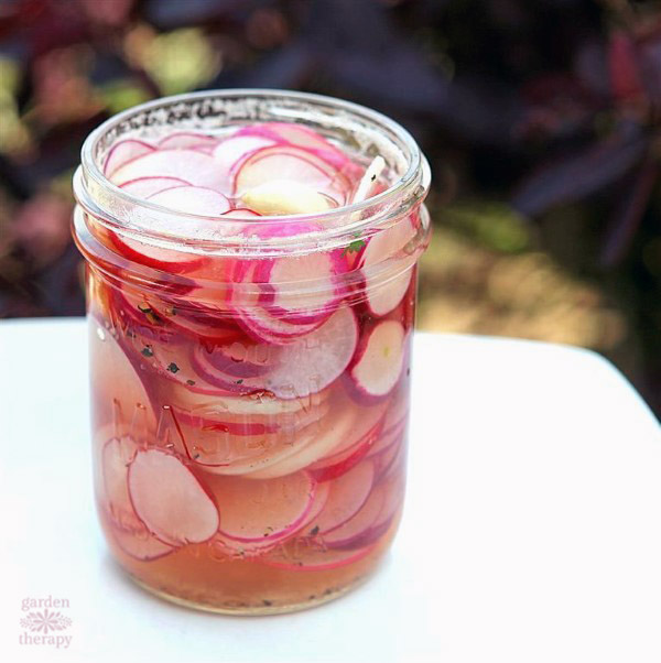 Brine over fresh radishes to make quick pickled radish recipe in a Mason Jar