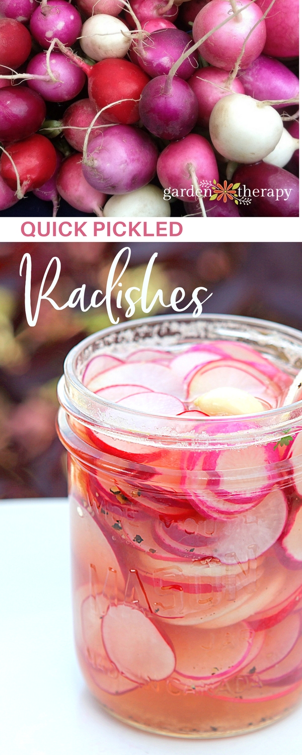 Re-introduce yourself to the radish: go grab a bunch of and pickle them. This recipe is surprisingly addictive and easy to make. #gardentherapy #pickles #radish #gardentotable