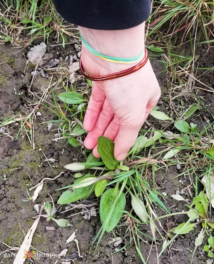 Plantain Weed Plante Comestible