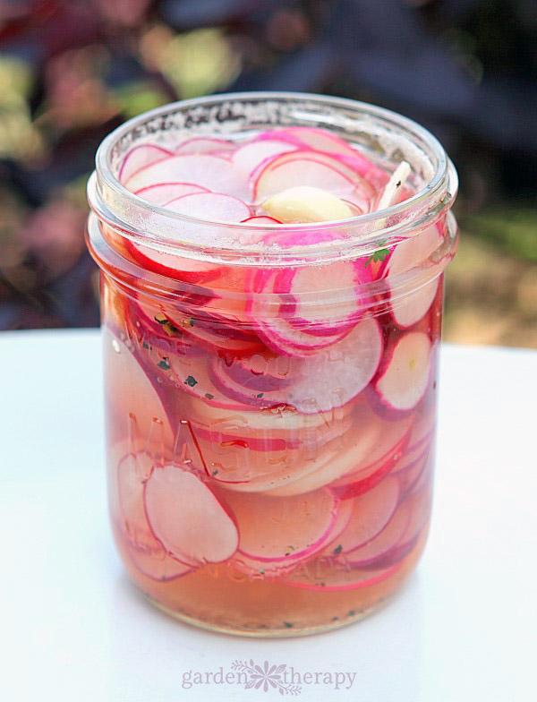 Quick Pickled Radishes Recipe