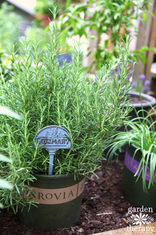 Rosemary ARP plant in a nursery pot before planting