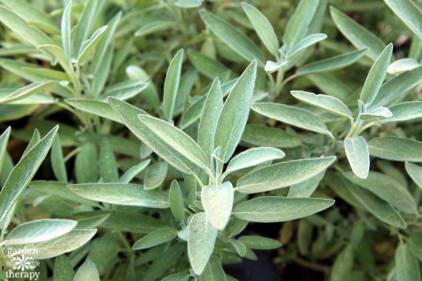 Silver sage