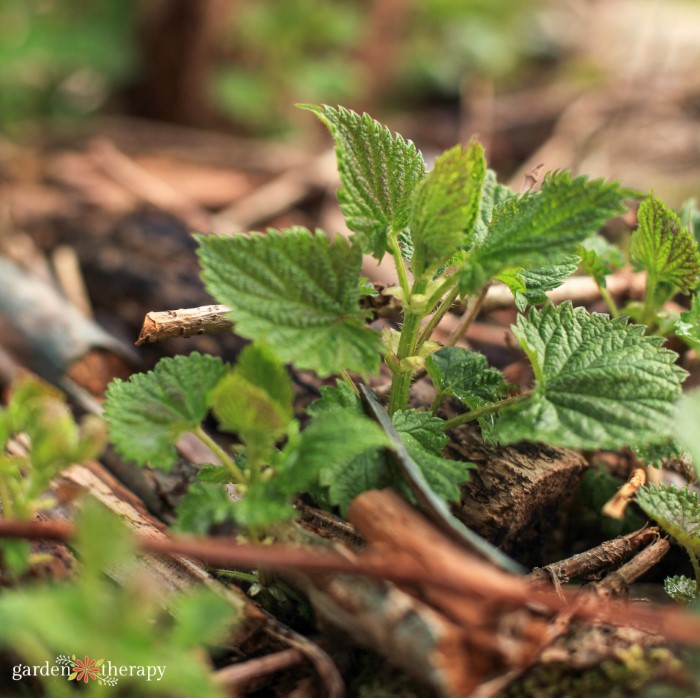 stinging nettle treatment vinegar