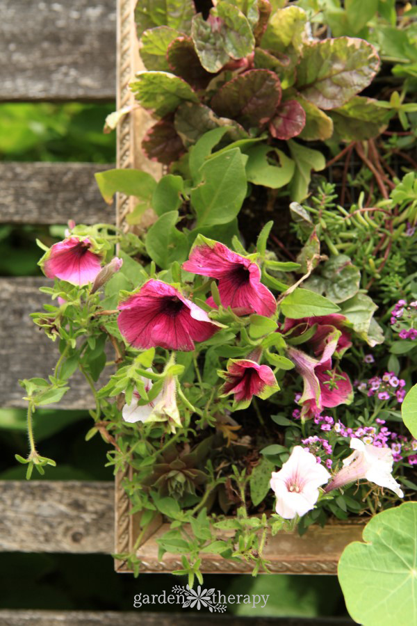 Supertunia Pretty Much Picasso in a vertical planter