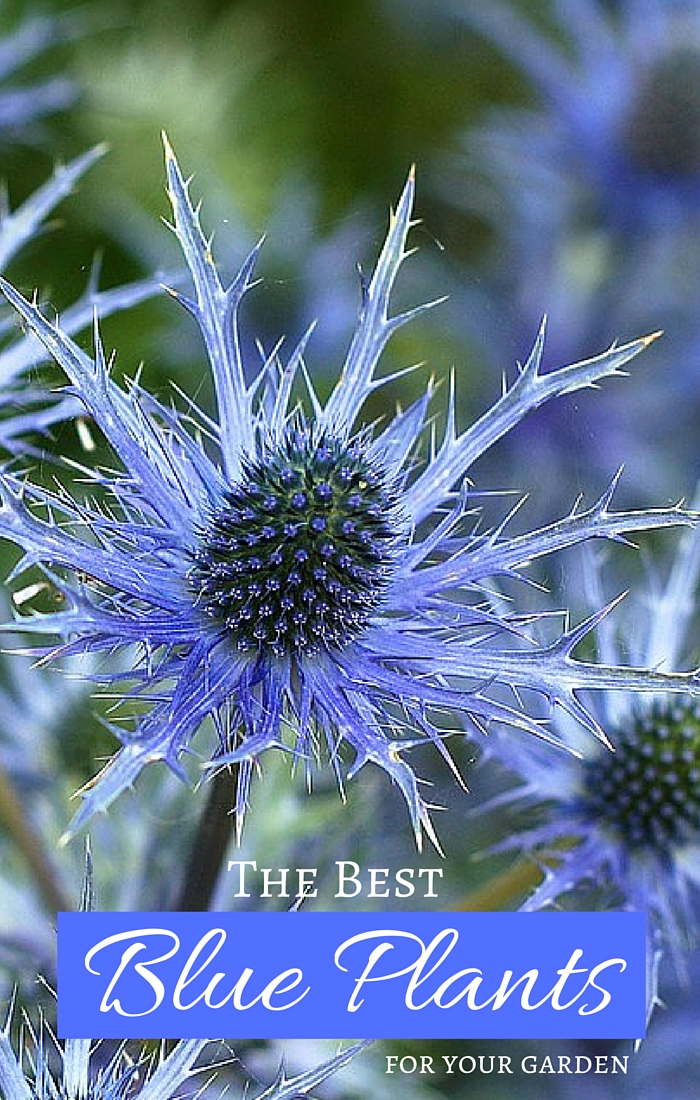 Grow True Blue Garden Plants with Blue Flowers, Foliage ...