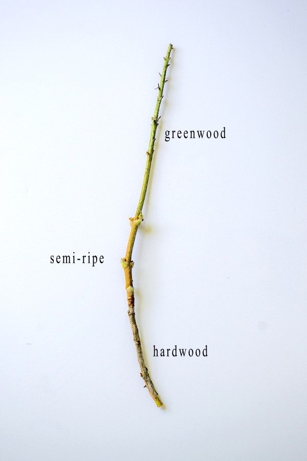 different parts of a stem for plant propagation