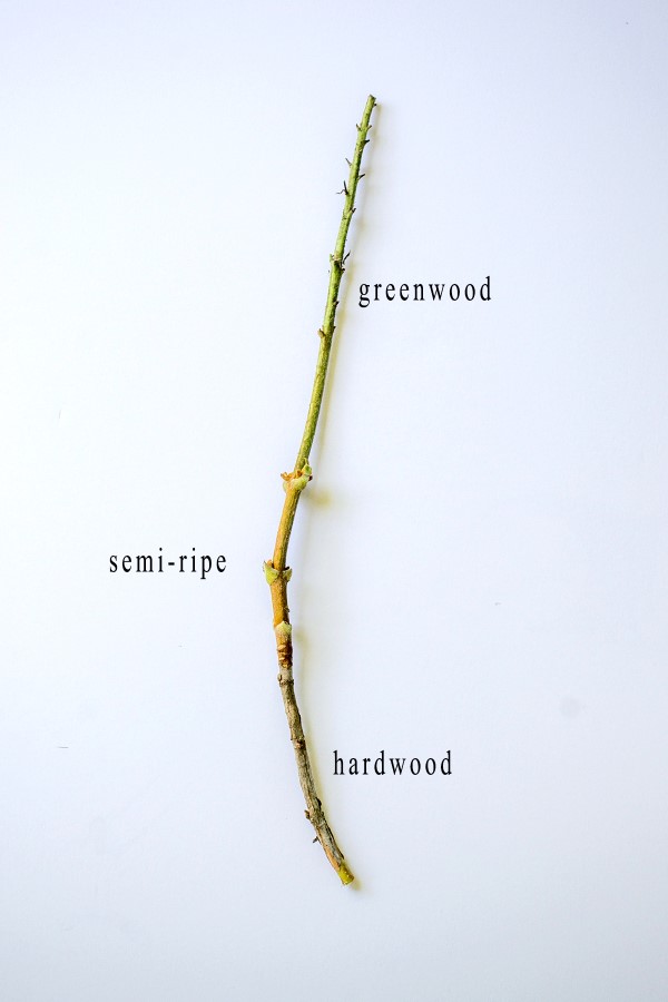 Types of wood for hydrangea propagation by cuttings