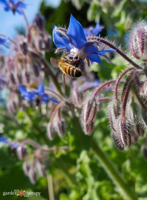 blue borage plant with a bee on it