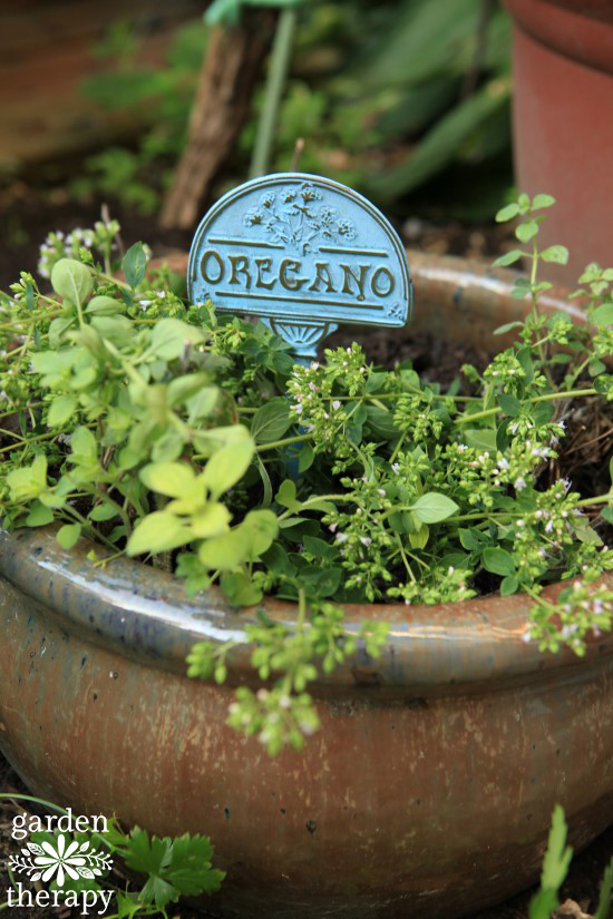 Varieties of Oregano growing in a pot. 
