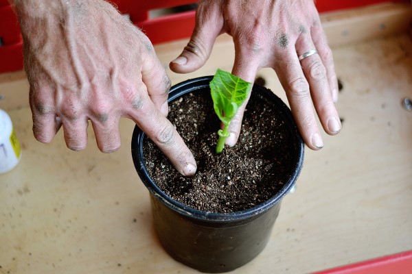  plantation d'hortensias pour la multiplication des plantes