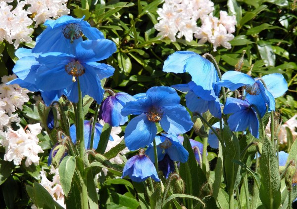 Himalayan blue poppies