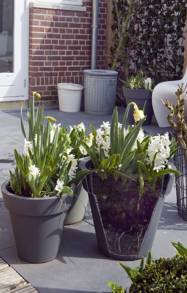 Een variëteit aan bollen in een gelaagde potten tuin