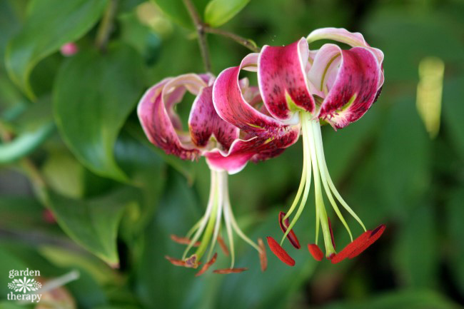 pink lilies hanging upside down