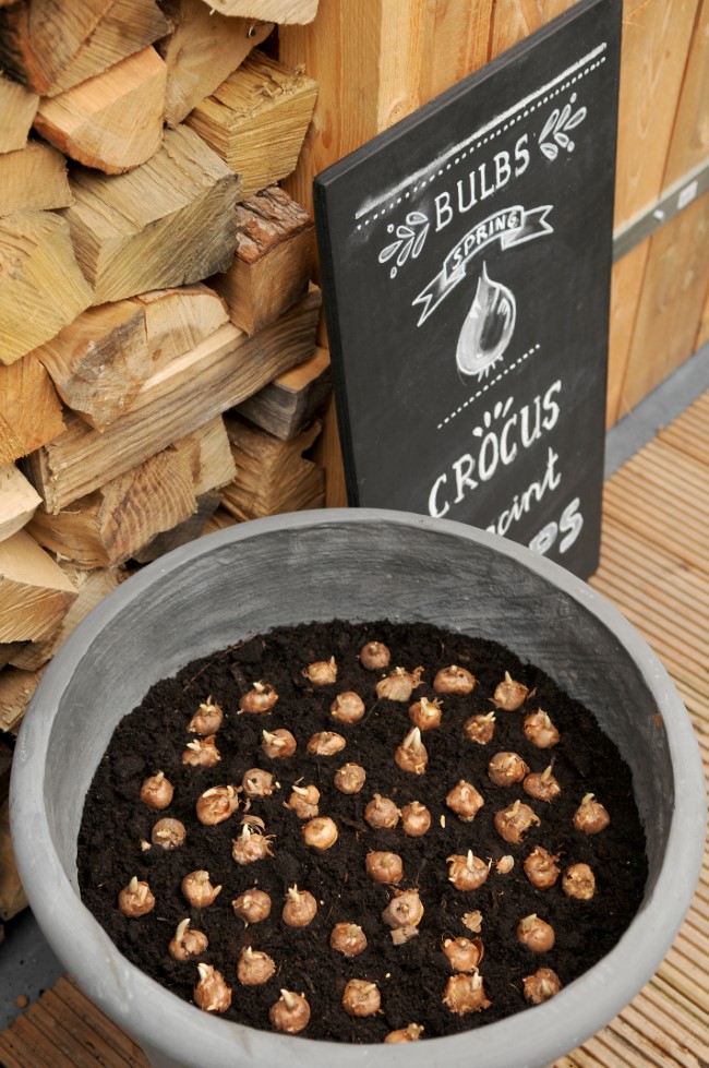 Bulbos de azafrán en una maceta