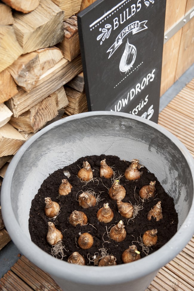 Daffodil Bulbs in a Pot