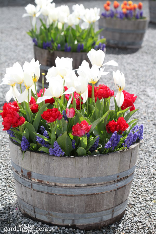 Flowers blooming in a wine barrel