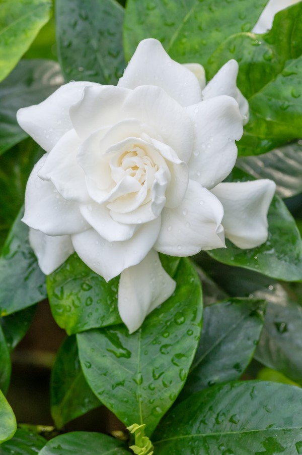 close up of Gardenia in bloom with water droplets