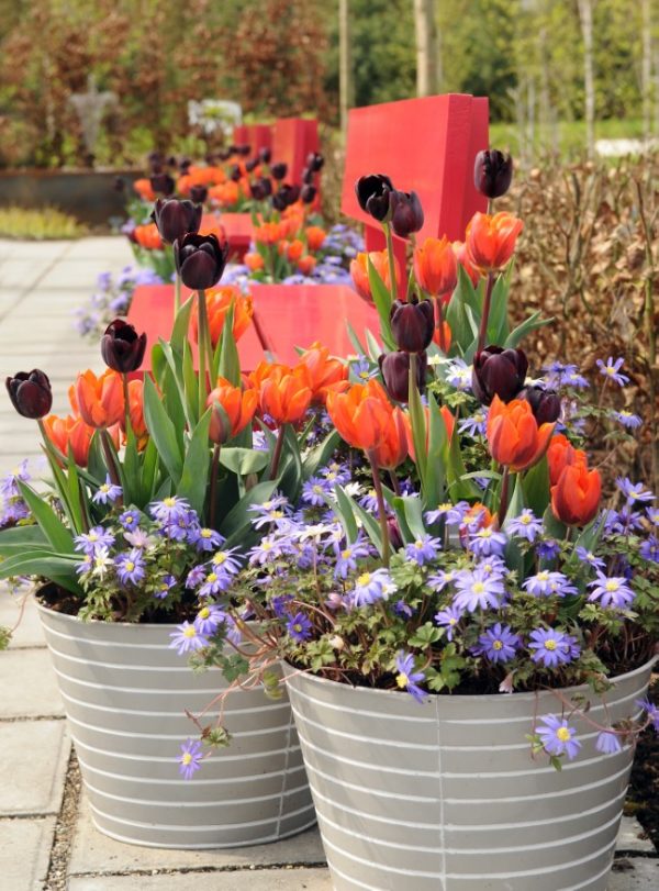 Planting Bulbs in Pots Overwinter + Grow Spring Blooms This Fall
