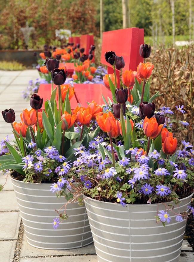 annual tulips in containers with other purple flowers