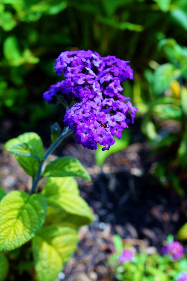 purple heliotrope in bloom