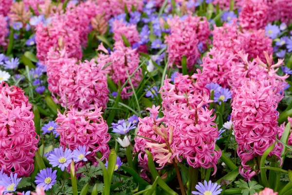 fall bulbs: hyacinth