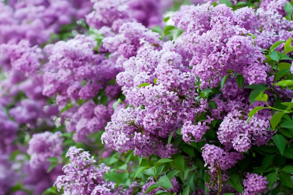 Grow These 10 Fragrant Flowers For a Heavenly Smelling Garden - Garden ...