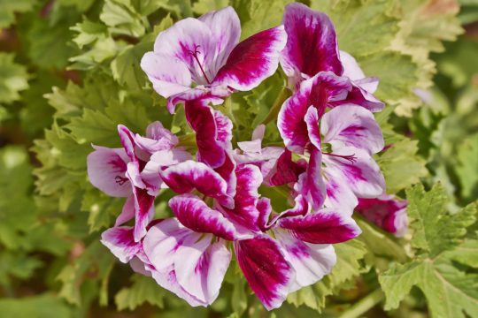 Fragrant Flowers List Scented Geranium