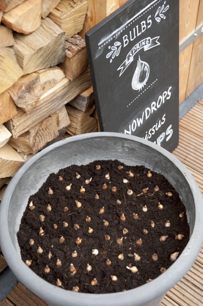 Snowdrop Bulbs in a Pot