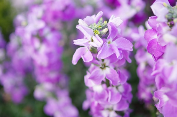 Pink stock in bloom are some of the most fragrant flowers 