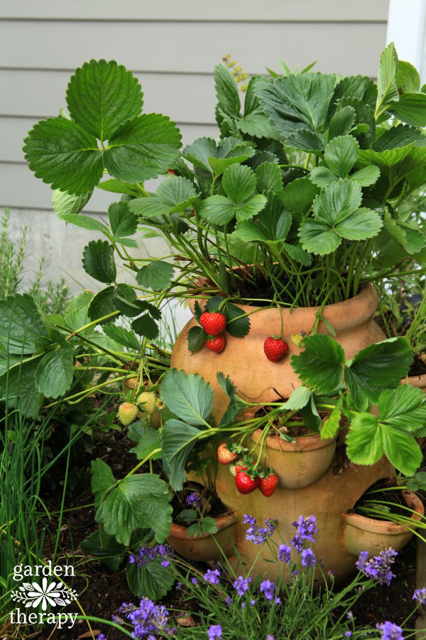 Strawberry pot in a kitchen garden