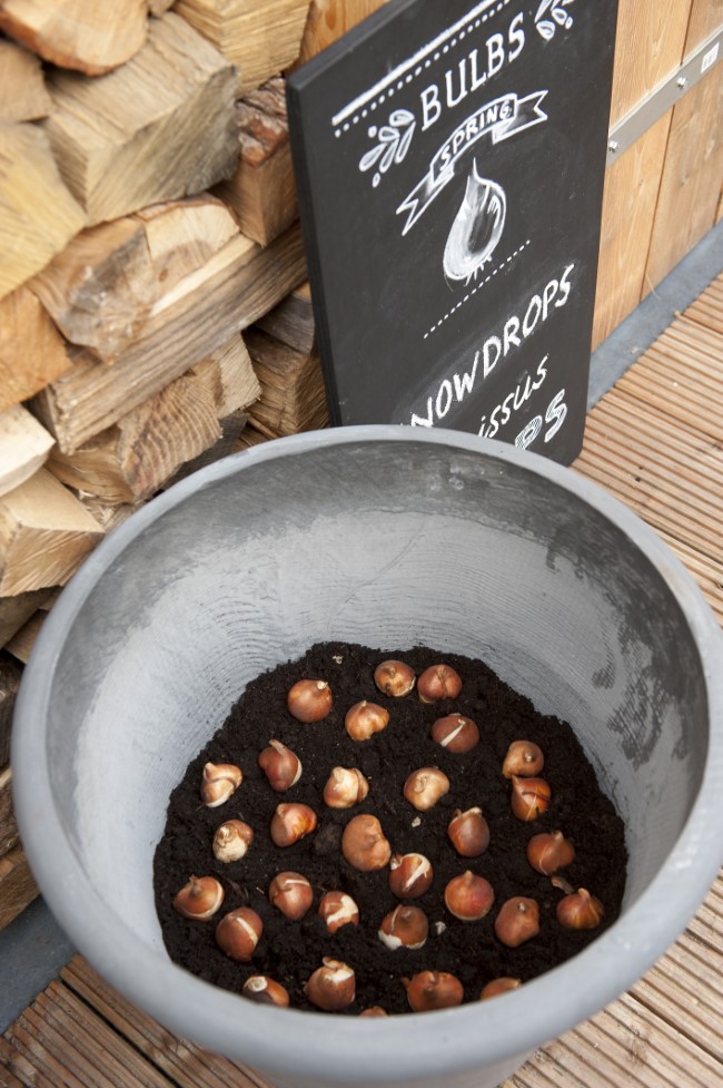 Tulpenbollen in een pot