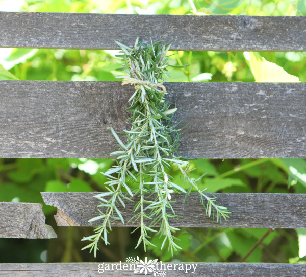 pick rosemary sprigs and hang them to dry