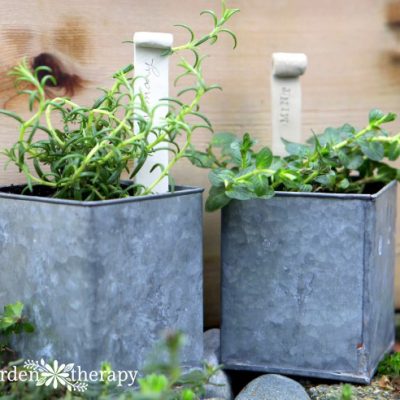 Overwinter herbs indoors