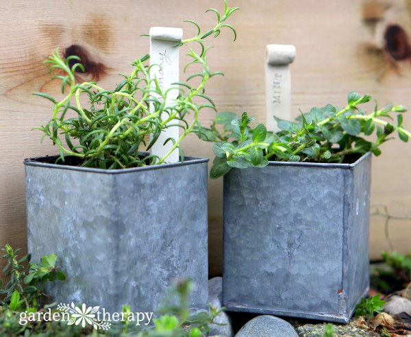 Overwinter herbs indoors