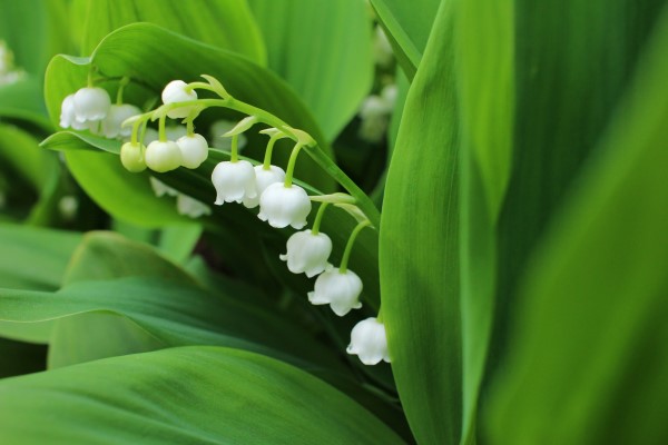 close up of a fragrant flower, Lily of the Valley