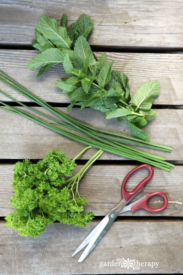 harvesting herbs so they can be dried 