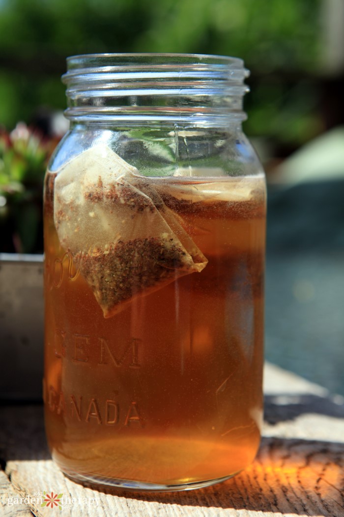 sun tea in a mason jar