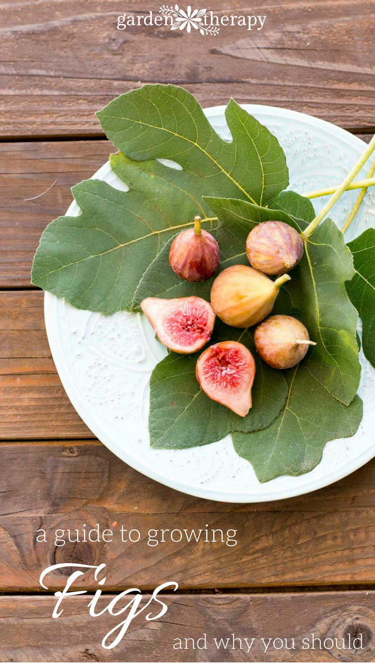 A great guide to growing figs in the home garden and why you should