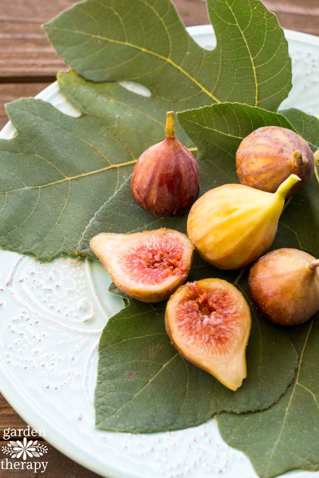 Where should you plant a fig tree?