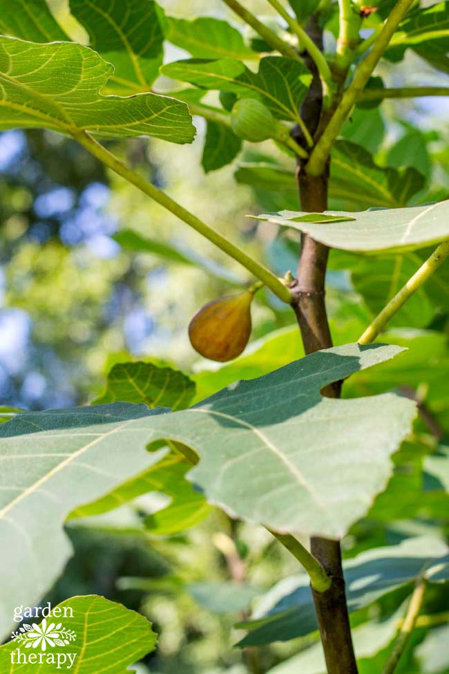 A great guide to growing figs in the home garden and why you should