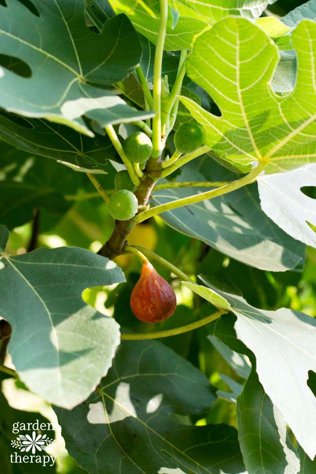 A Guide for Growing Figs in the Home Garden (and It's So Worth It