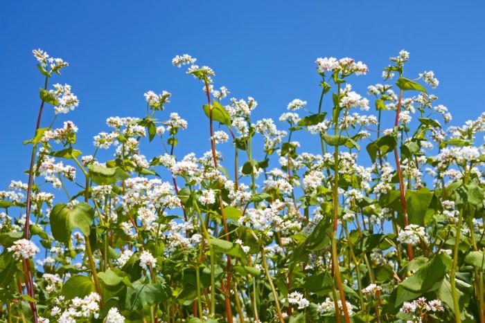 Buckwheat Green Manure Soil Amendment