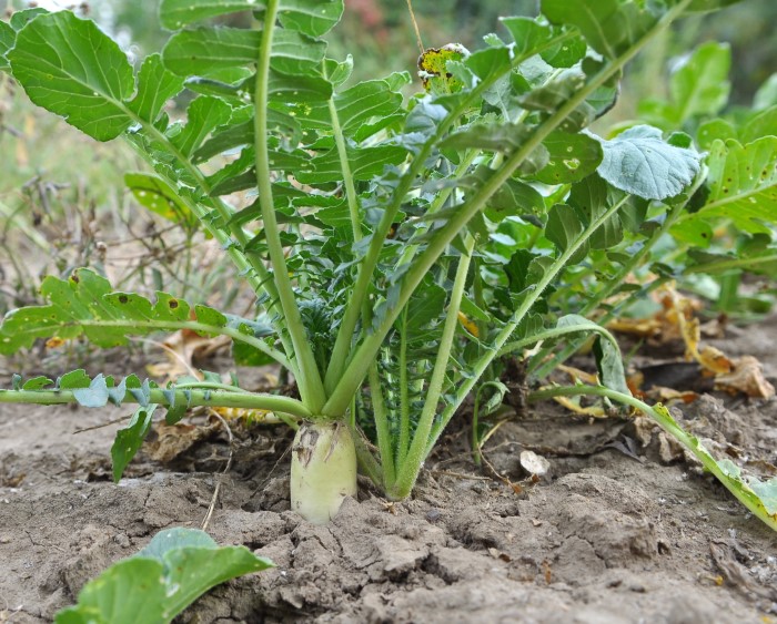 Daikon Radish Green Manure Soil Amendment