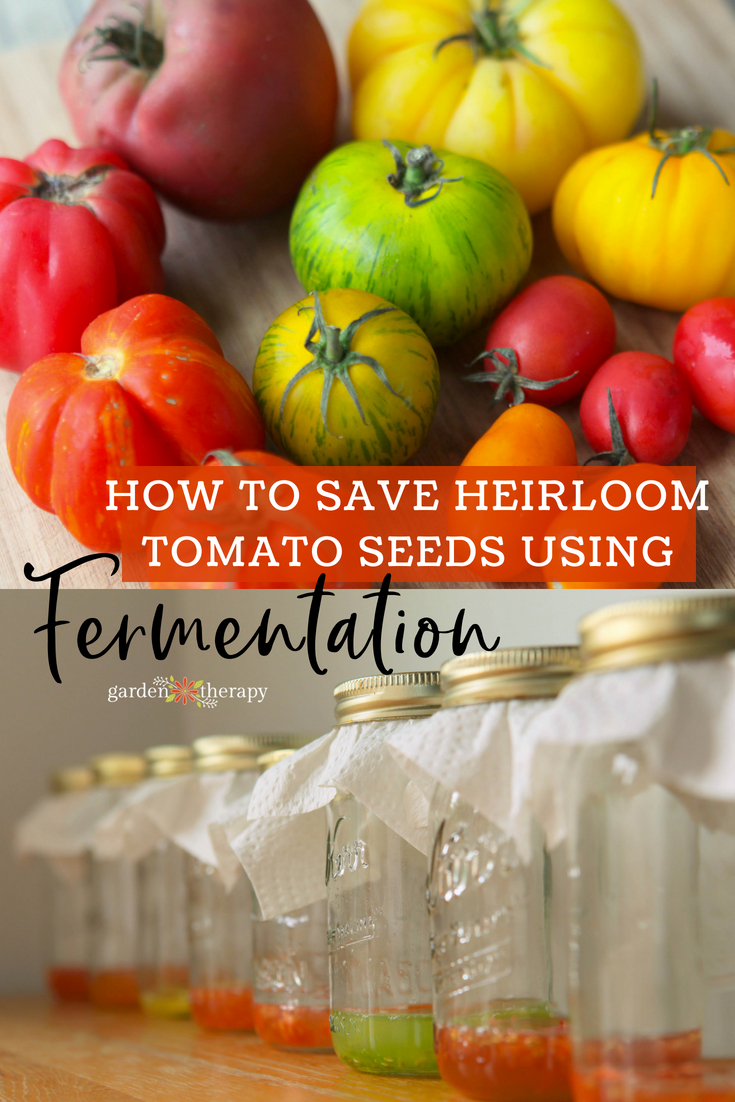 how to save heirloom tomato seeds through fermentation